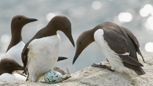 Two guillemots with egg.
